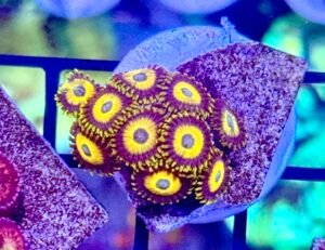 Scrambled Eggs Zoanthids