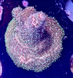 Peach Millipora