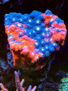 LIC Ultra Jellybean Chalice Colony