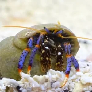 Hermit Crabs