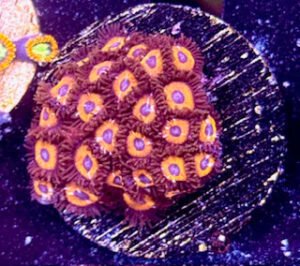 WWC Red Bull Zoanthids