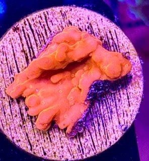Orange Montipora Setosa
