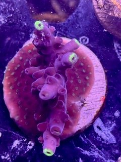LIC Purple Haze Acropora