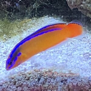 ORA Neon Dottyback