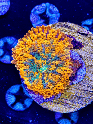Ultra Orange Yuma Mushroom