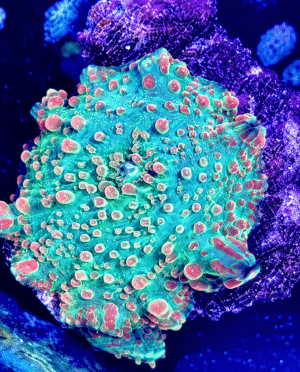 Ultra Disco Mushroom