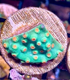 Meteor Shower Cyphastrea