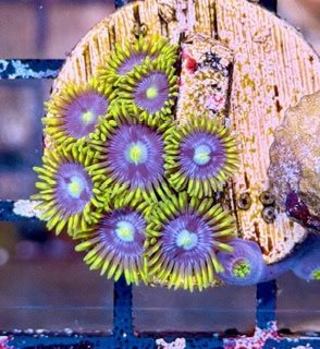 Blueberry Fields Zoanthids