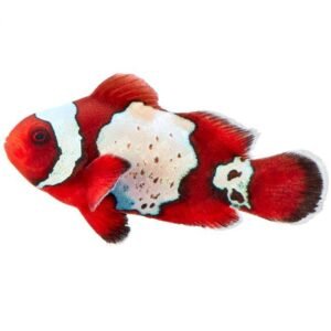 ORA Luxlighting Maroon Clownfish