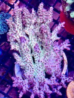 LIC Pearl Berry Acropora Colony