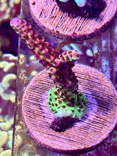 SDC Rainbow Rommel Acropora
