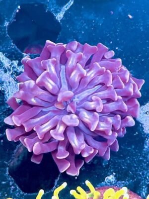 Purple Hammer