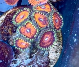 Armageddon Zoanthids
