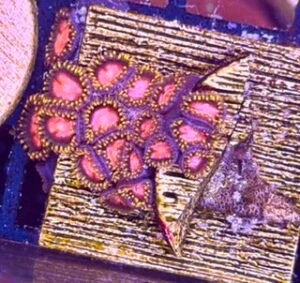 KH Sunburst Zoanthids