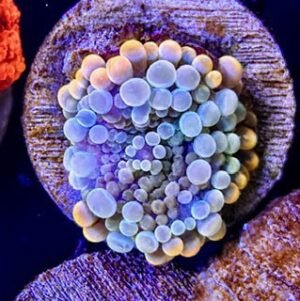 Blue Ultra Yuma Mushroom