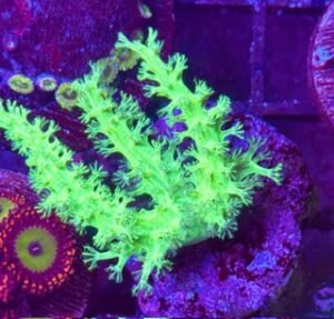 Assuie Neon Green Sinularia Leather