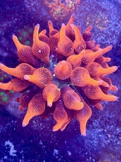 Black Widow Bubble Tip Anemone