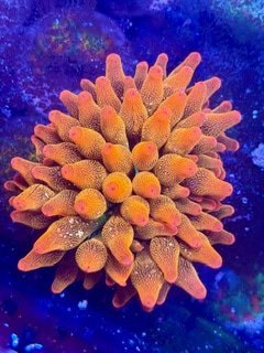 LIC Ultra Rainbow Inferno Bubble Tip Anemone