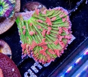 Flametip Diaseris Plate Coral