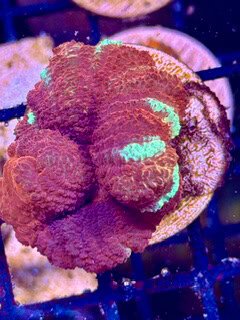 Candy Cane Asian Acan