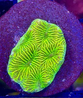 Neon Platygyra