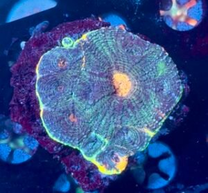 Rainbow Acan Colony