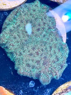 Green Lepto