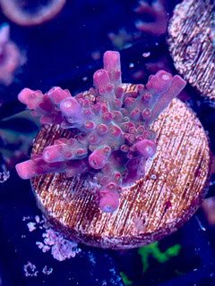LIC Pink Dragon Acropora