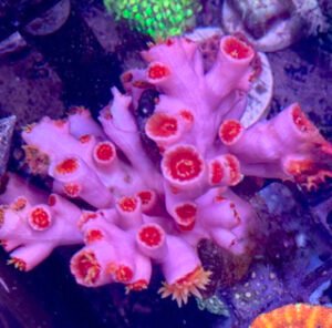 Fat Head Dendro Colony