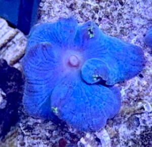 Blue Discosoma Mushroom
