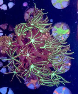 Neon Green Clove Polyps