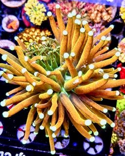 Sun God Grafted Torch