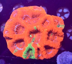 Bleeding Apple Acan Bowerbanki Colony