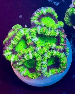 Green Lantern Acan Lord