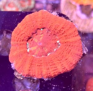 Red Acan Maxima