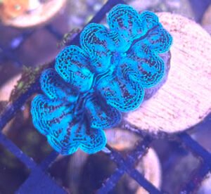 ORA Ultra Corcea Clam