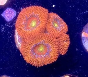 Orange Acan Lord