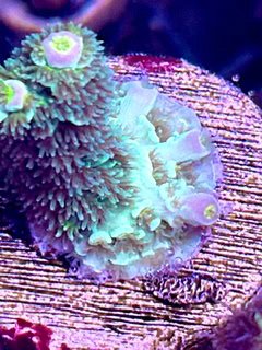 LIC Atomic Mint Tenuis
