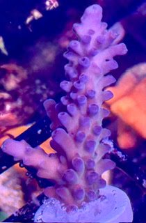 Blue Stag Acropora