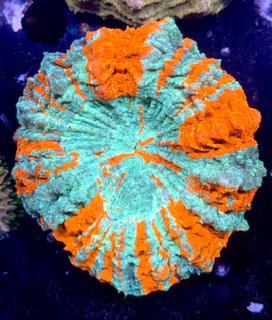 Orange & Blue Acanthophyllia (Meat Coral)