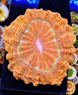 Show Size Orange Crush Acanthophyllia (Meat Coral)