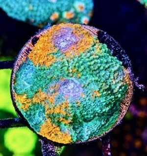 Agent Orange Acan Echinata