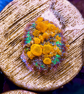 Sunkist Bounce Mushroom