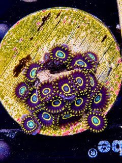 Blue Hornets Zoanthids